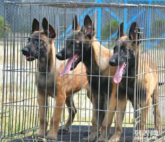 马犬图片马犬训练视频杜高.商品大图