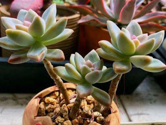 淡雪长成这样算不算极品爆芽能力绝了冬美人和胧月都不如它