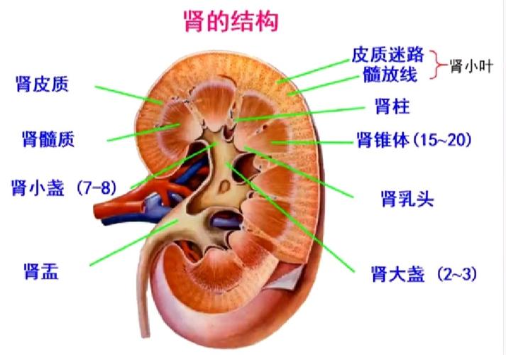 人体解剖学(考试版)