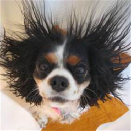 头发起静电啥样子,炸毛造型似赛亚人,看到狗狗:笑点被