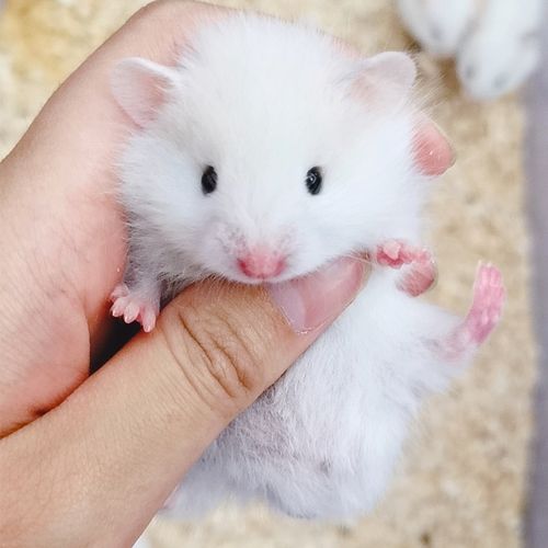 金丝熊多少度会热死