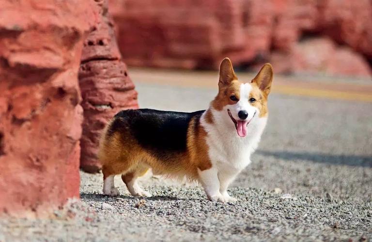 英女王的至爱——威尔士柯基犬丨主流狗