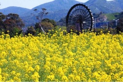 今天,望望将带大家走进普陀另一个观赏油菜花的好去处——展茅干施岙
