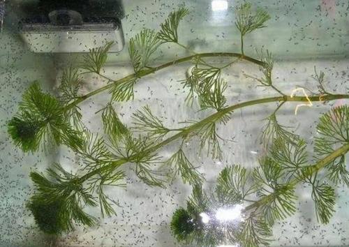 野生水草可否放到鱼缸饲养,野外的石头,小鱼等,需要如何处理?