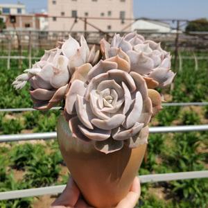 双子座多肉老桩