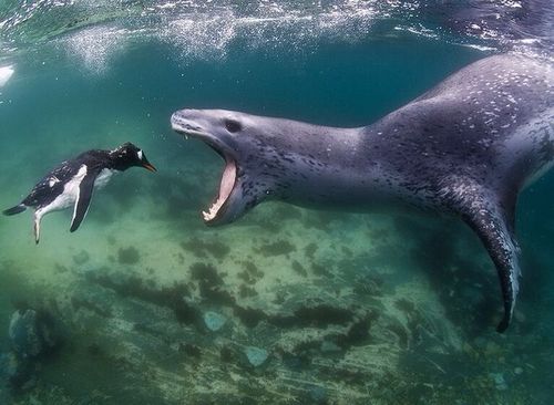 虎鲸是其唯一的天敌,摄影师:amos nachoun