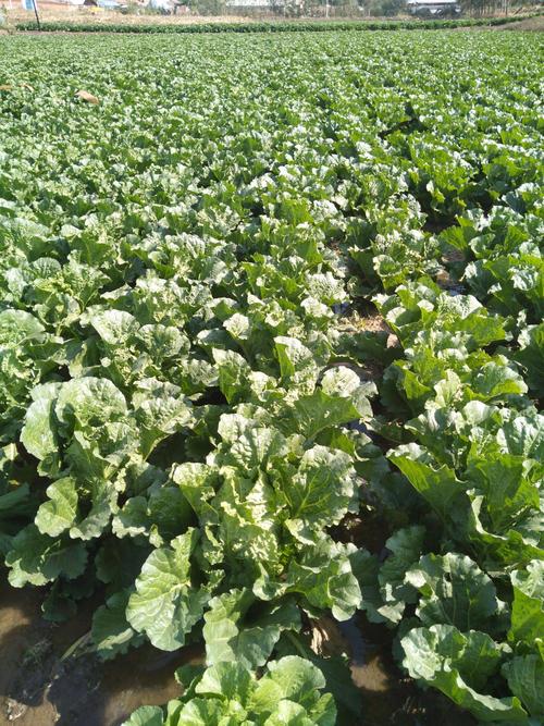 我家有200亩地大白菜,包心菜0.18/斤,还有高桩菜0.