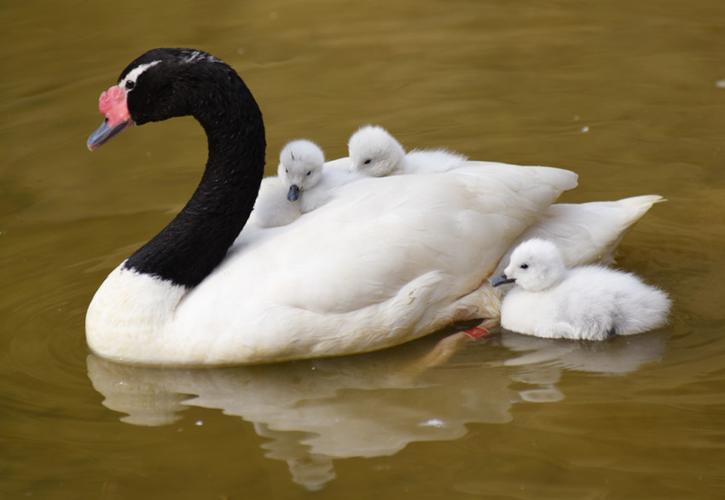 科技指导显成效,天鹅宝宝喜迎春