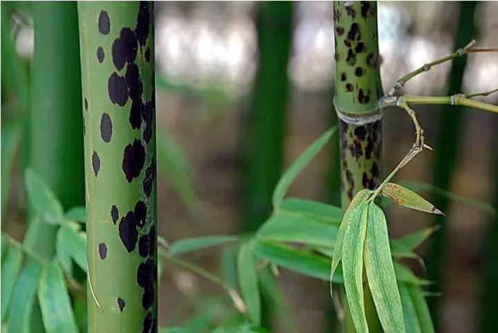 【用英语讲中国故事】湘妃竹的传说