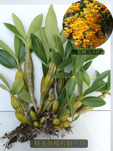 兰花药用盆栽棒槌绿植石斛小鼓鼓槌