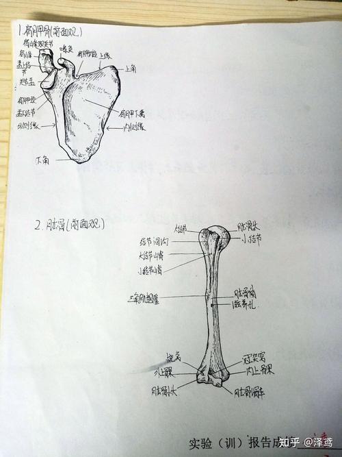 呼吸系统 绘图(1).气管与支气管         (2).肺的形态