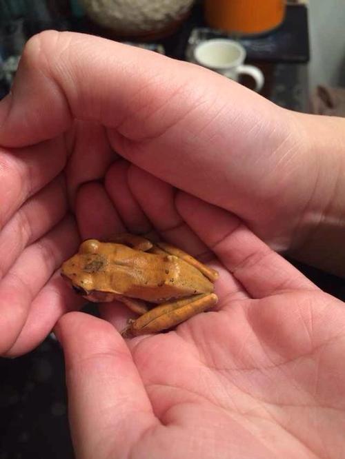 家里出现一只金色的小青蛙,请问大家有知道它是什么的吗?