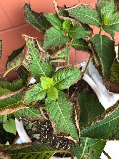 绣球叶片发黄 卷边慢慢凋谢,如何救治