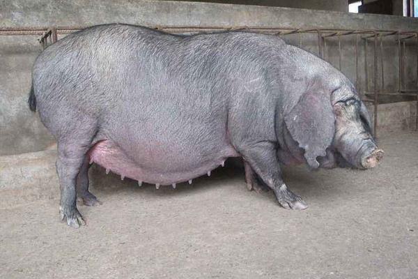 梅山母猪市场价格多少钱一斤梅山母猪一头多少钱