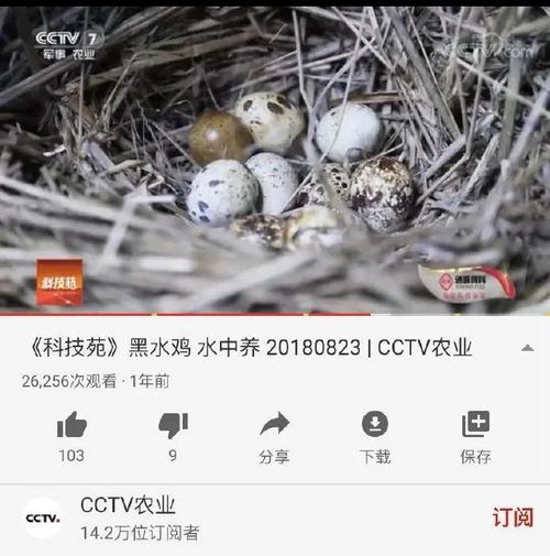 毒杀,偷蛋,盗猎……中国雁鸭怎么这样了?