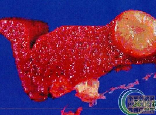 猪结核病症状和图谱