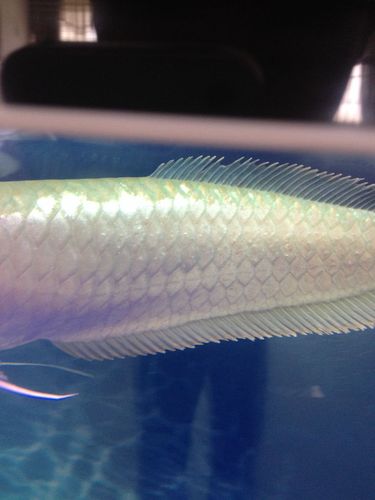 请问,银龙鱼得鳞片,为什么会这样,吃食都正常.