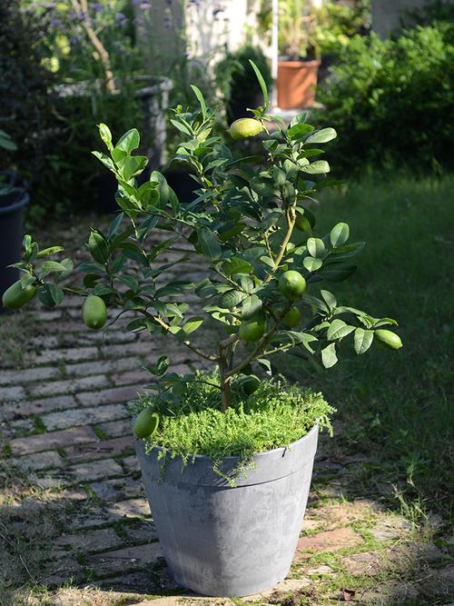 香水柠檬盆栽苗/泰国花叶 虹越庭院阳台南方家庭种植