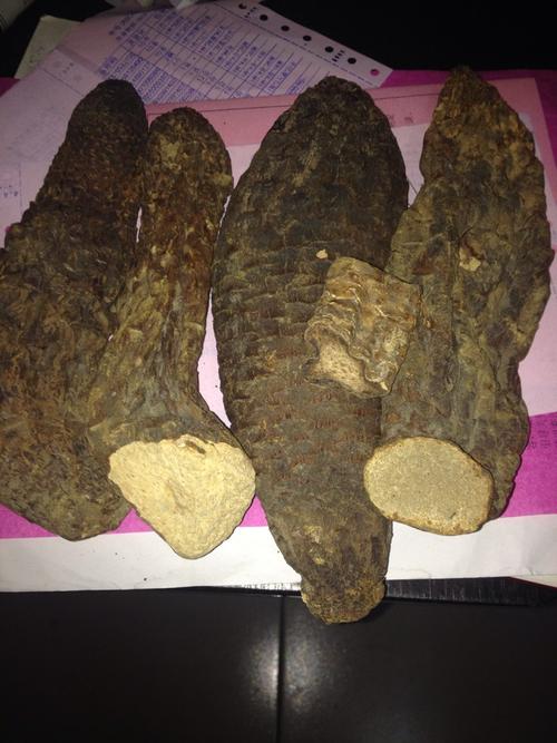 这是不是肉苁蓉