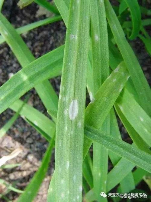 韭菜高清病虫害图谱,值得收藏