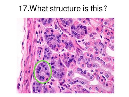 冷 组胚实验考试 第1页 (共23页,当前第1页) 你可能喜欢 组胚切片考试