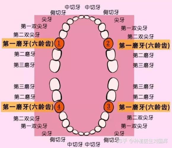 六龄齿天生就是恒牙不是乳牙当心龋坏了家长们要重视