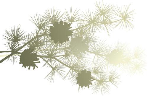 简笔画松枝卡通画