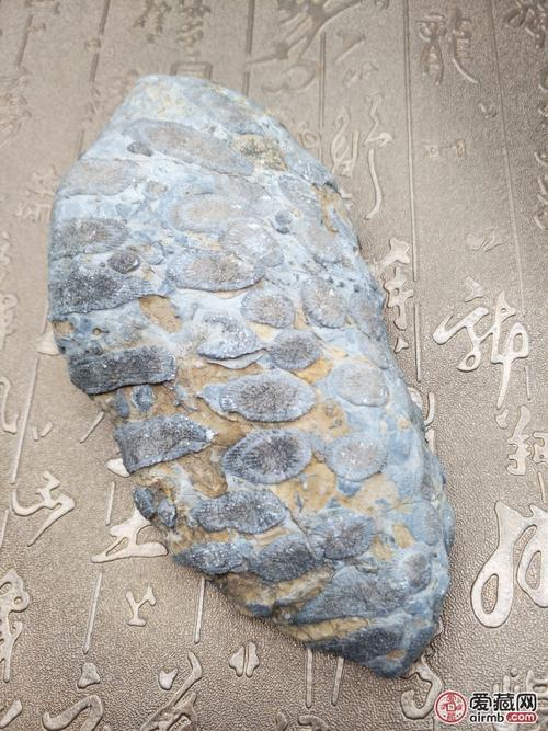 贝壳化石.超级稀有珍贵品种.*值得拥有收藏价值连城