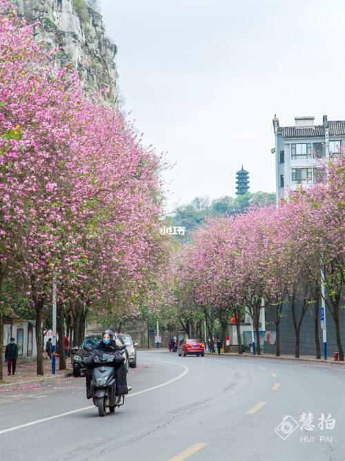 柳州紫荆花开了!_赏花_柳州旅行_出行_出行攻略_传统
