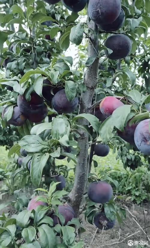 黑霸王李树苗 新品种黑霸王李子,大红袍李子苗,高产,嫁接种苗根系发达