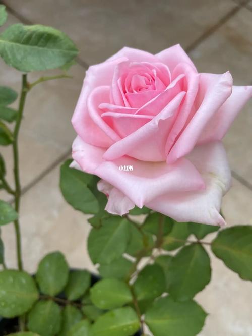 粉荔枝应该在花大花香长得快里有姓名_荔枝_月季_家居