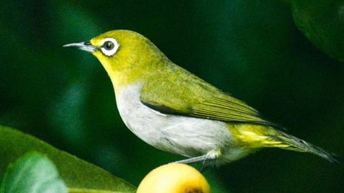 简单分辨绣眼鸟公母