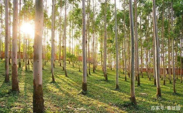 你听说过油栎木制作的交叉拼接式集成材吗?