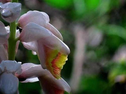 古人为什么用"豆蔻"形容13岁女子?看了照片后,简直像极了!