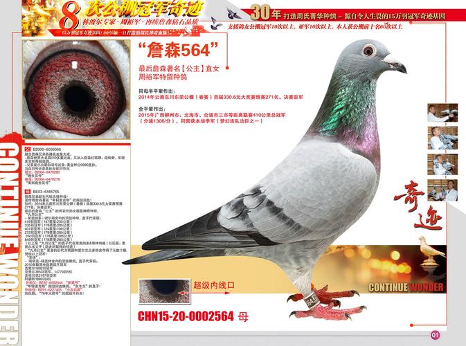 广西周裕军 - 中信网铭鸽展厅 www.ag188.com