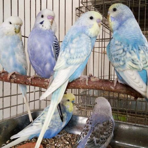 蘑菇头 鹦鹉 活体 蛋白石 珍珠 鱼鳞 观赏宠物鸟 一对包邮包风险