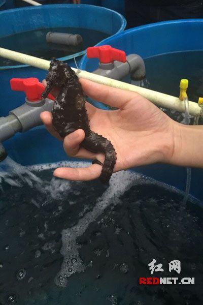 海马鲍鱼养殖深加工 东山要靠这个引领市场