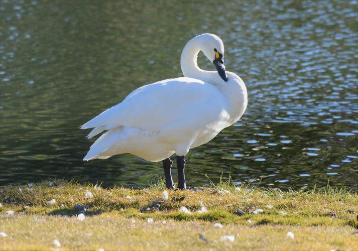 tundra swan