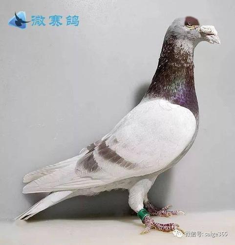 "红轮鸽"在育种中的作用_信鸽