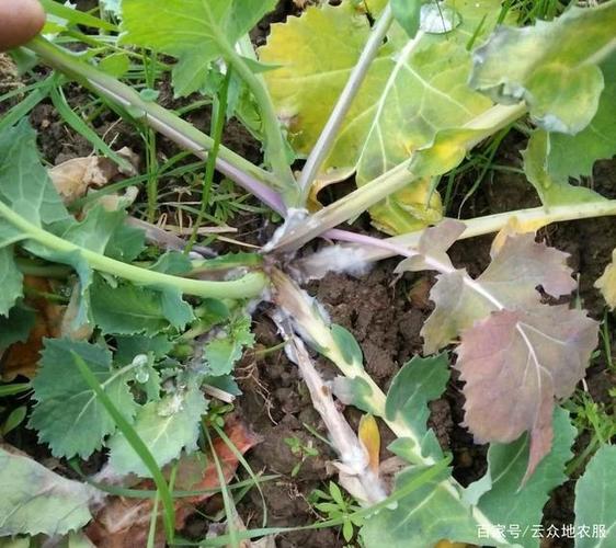 油菜菌核病一年比一年重,如何高效防治?科学防控应做好3点措施