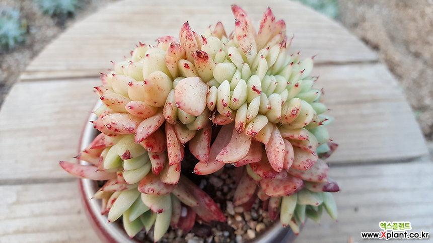 拉霍亚缀化 多肉植物