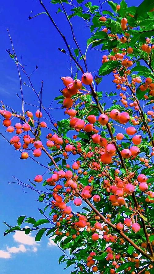 果实才是秋天最美丽的风景与艳丽的花朵相比也毫不逊色秋果摄影最美