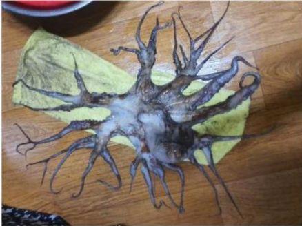韩国泗川市渔民捕获32条腿生物,专家:可能是辐射变异
