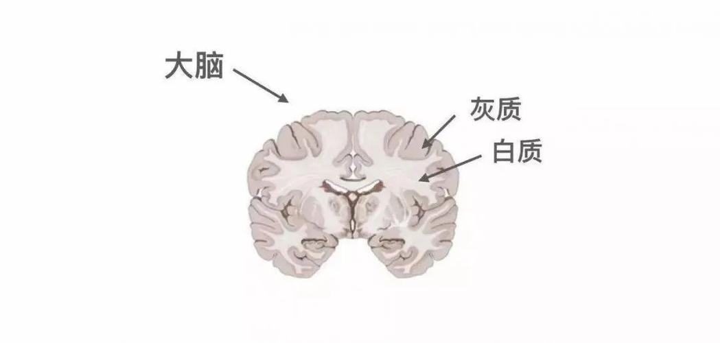如果把人的大脑比作一个冬瓜,那么冬瓜瓤就是大脑白质,集中在内部