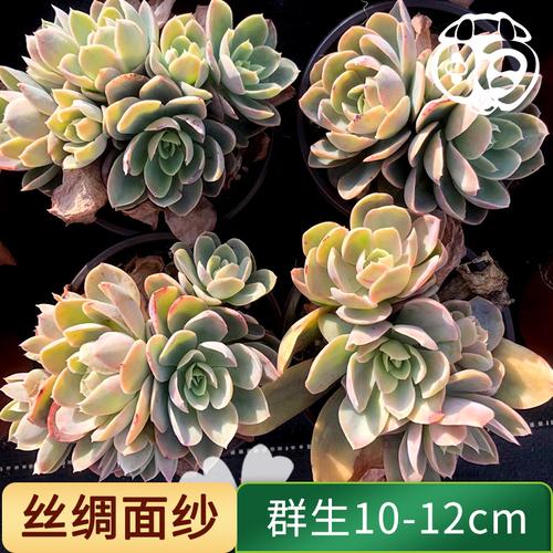 丝绸面纱群生老桩多头粉色多肉植物花卉绿植多肉植物