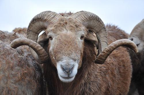 羊饲料厂直销防治羔羊尿结石的饲料添加剂