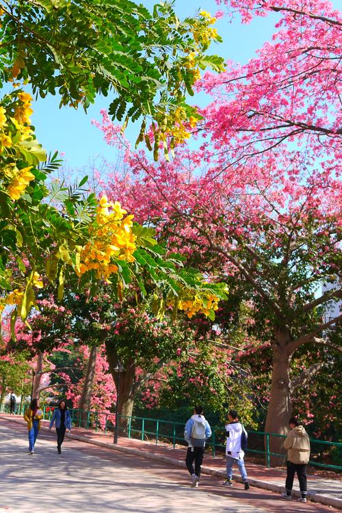 逛在广州-美丽异木棉