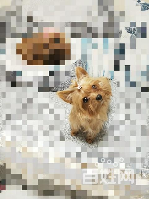 纯金色约克夏mm找新家
