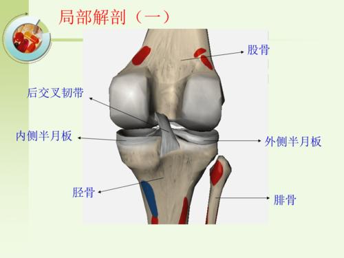 后交叉韧带损伤的诊疗课件.ppt