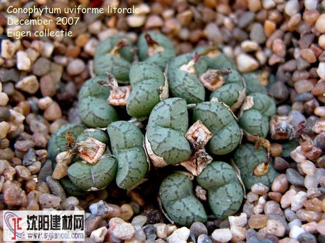 萤光玉(conophytum uviforme)图片
